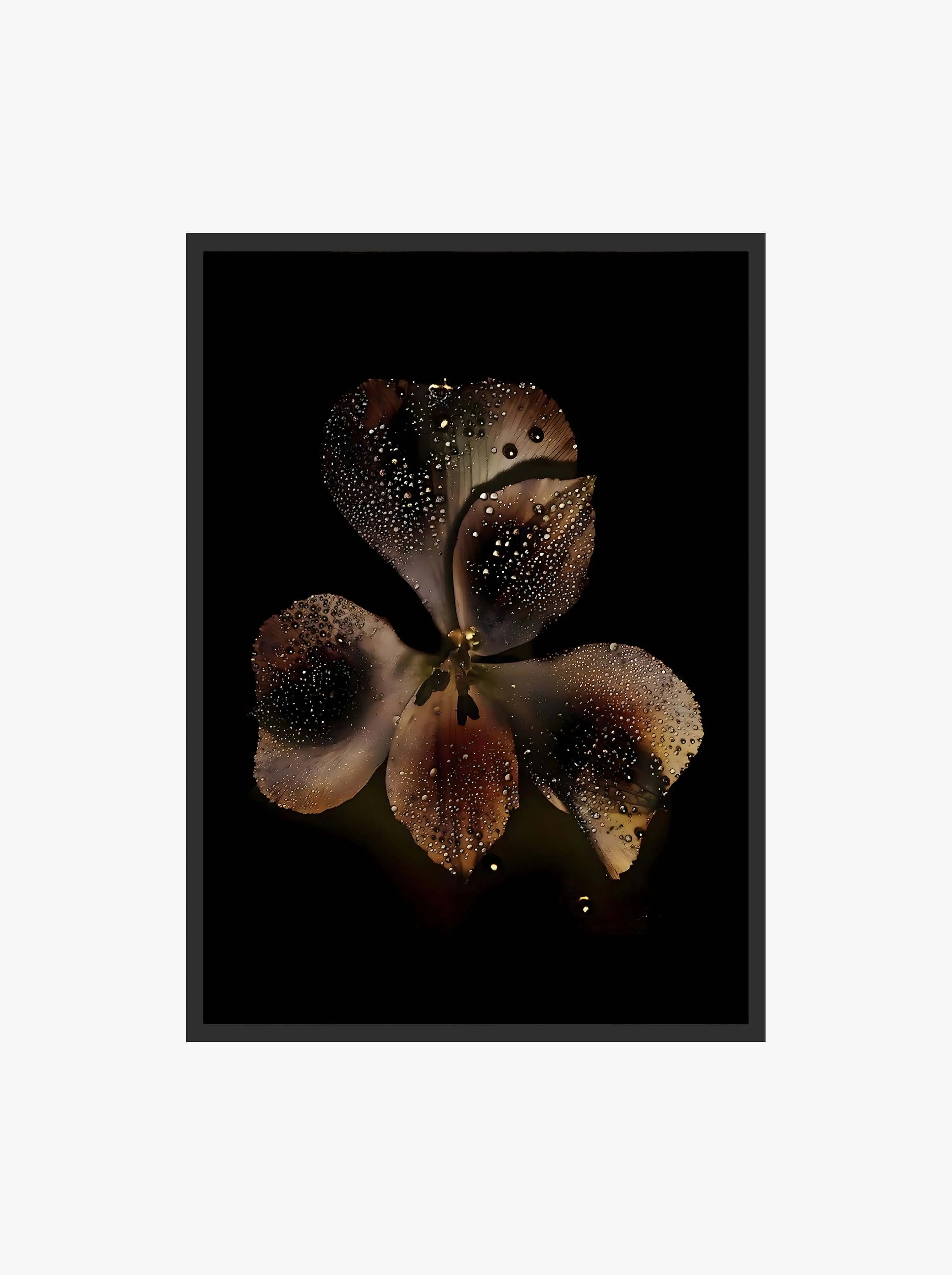 Noir Orchid botanical digital wall art print with water droplets on dark petals, modern bedroom decor, instant download by Haus of Prints.